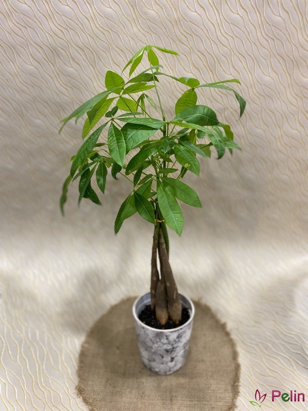 https://www.usakcicek.com.tr/