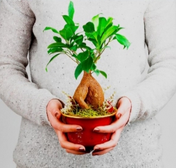 bonsai ağacı