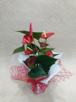 ithal anthoryum bitkisi