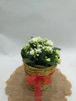 Altın sepetde beyaz renk kalenchoe