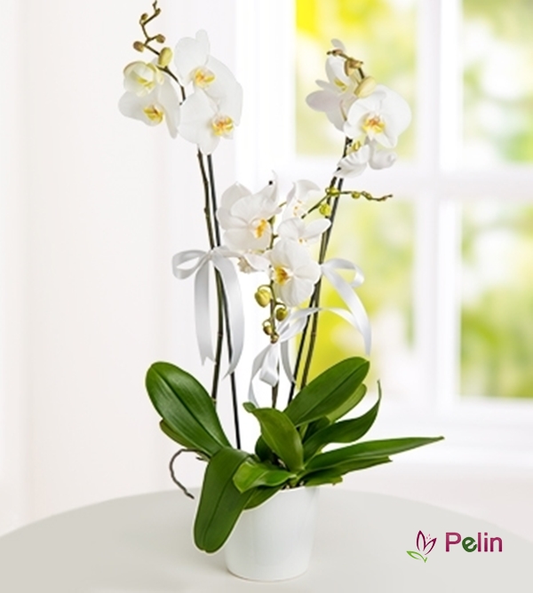 3 Dallı İthal Beyaz Orkide