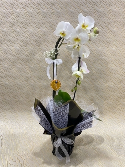 Beyaz cascade orkide