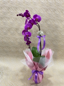 Mor cascade orkide