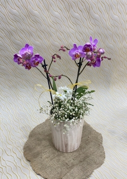 Seramik saksıda pembe mini orkide