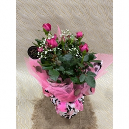 Saksıda Pembe Gül 