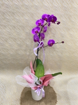 Seramik saksıda tek dal mor orkide