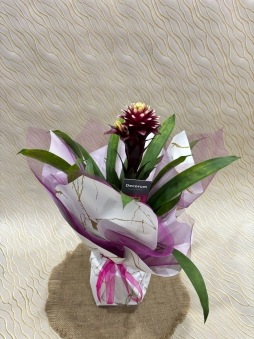 Guzmania 
