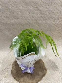 İthal Asparagus bitkisi(Kuşkonmaz)