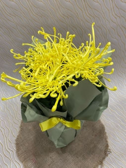 Sarı ithal Chrysanthemum