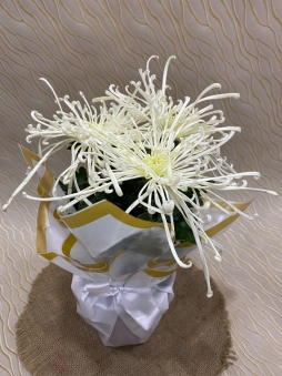 Beyaz ithal Chrysanthemum