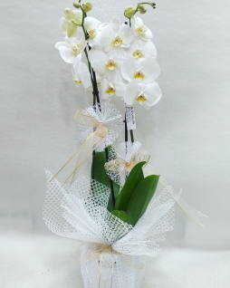 Çiftli beyaz orkide