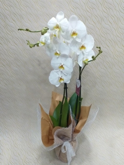 Beyaz orkide