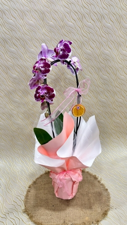Özel Renk Cascade orkide