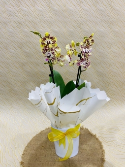 Özel renk çift dal orkide