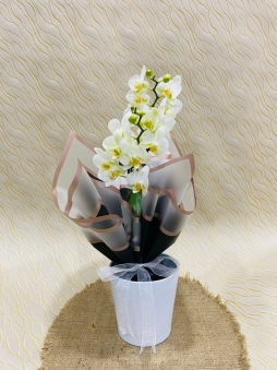 Seramik saksıda Beyaz mini orkide