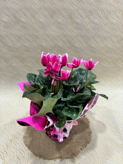 Pembe sıklamen çiçeği 