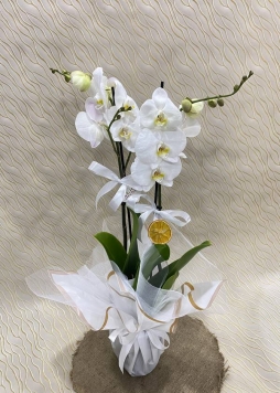 çift dal beyaz orkidee