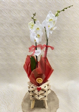 dekoratif saksıda çift dal beyaz orkide