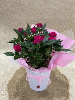 Seramik saksıda pembe gül