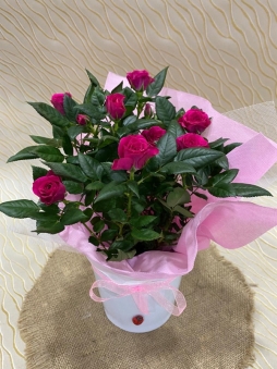 Seramik saksıda pembe gül