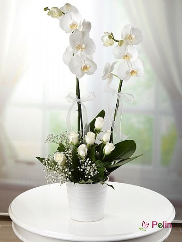 Orkide Ve Beyaz Güller