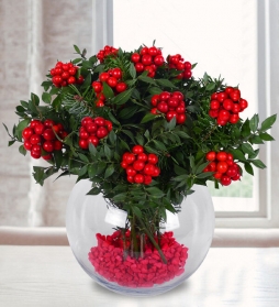 fanusta kokina çiçeği 7'li