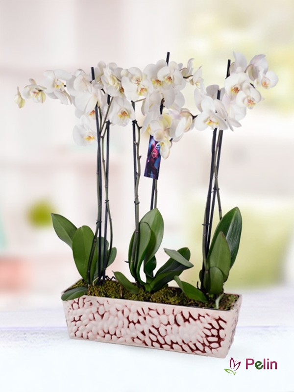 6 Lı Beyaz Phalaonopsis Orkidesi