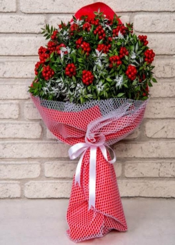 yılbaşı çiçeği (Kokina)
