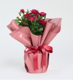 Saksı da Kırmızı Gül 