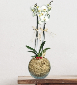  Cam Fanusta 2 Dal Beyaz Orkide Çiçeği